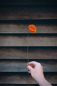 Close-up of hand on flower