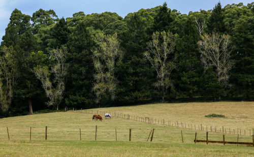 Scenic view of trees on field