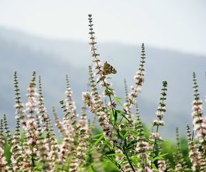 Close-up of flowering plants on land against sky