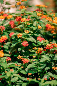 Close-up of flowering plants