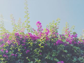 Close-up of pink flowers