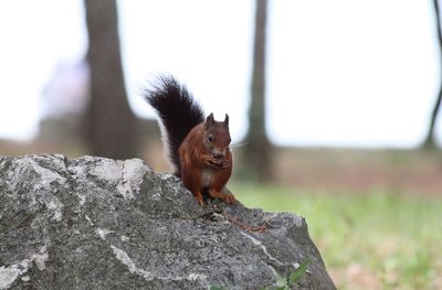 Squirrel on rock