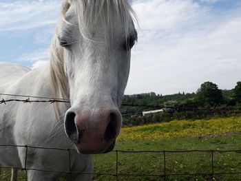 Portrait of horse standing on field against sky