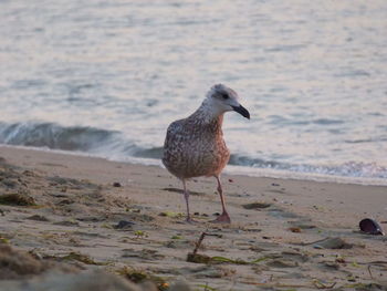 Bird on beach