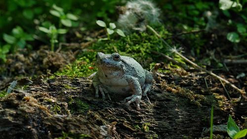 Close-up of lizard