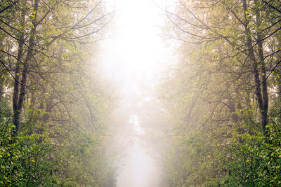 Trees in forest against sky