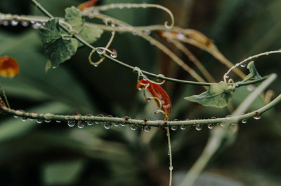 Close-up of wet plant leaves during rainy season