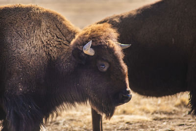 Portraiture of a bison in colorado