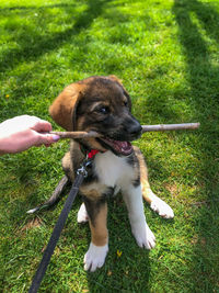 Low section of puppy on grass