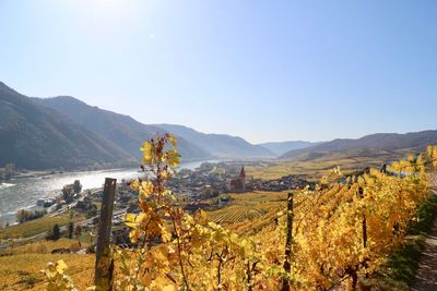 Hot summery in the vineyard of the wachau