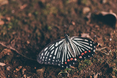 Close-up of butterfly on leaf