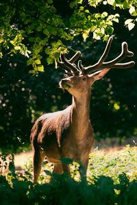 Deer in a forest