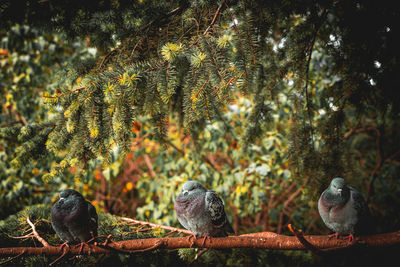 Low angle view of pigeons perching on tree in forest