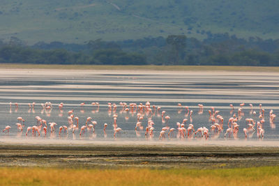 View of birds on landscape