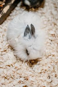 White rabbit with red eyes eating carrot. rabbit breeding. how to breed your rabbit