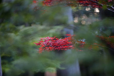 Close-up of maple leaves on tree in forest