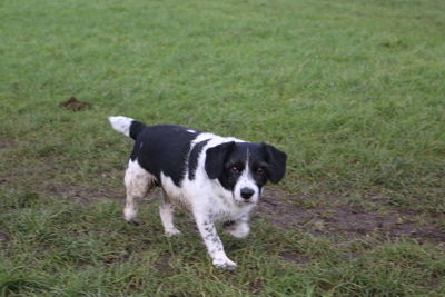 Portrait of dog on grassy field