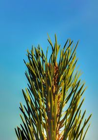 Low angle view of coconut palm tree against clear blue sky