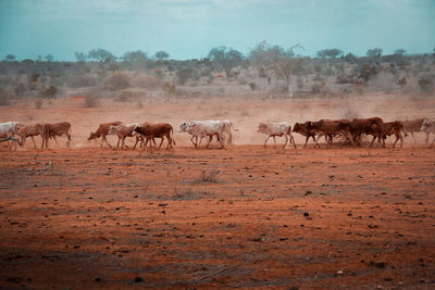 Cows on a field