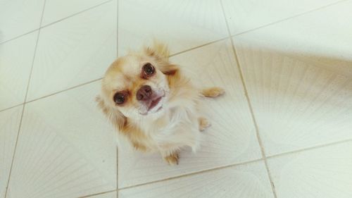 High angle portrait of dog on tiled floor