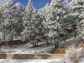 Snow covered cherry trees against sky during winter