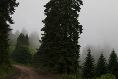 Pine trees by road in forest against sky