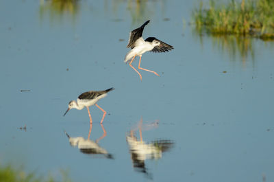 Black-winged stilt - himantopus himantopus in neusiedler see national park