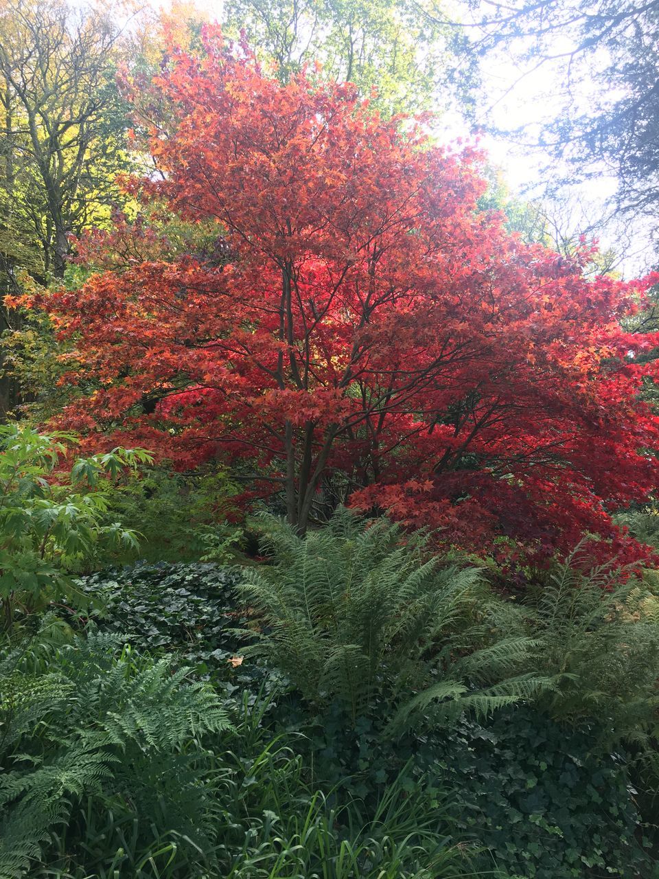 plant, tree, growth, beauty in nature, autumn, day, nature, no people, change, tranquility, outdoors, forest, land, scenics - nature, red, garden, park, tranquil scene, orange color, foliage