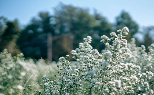 Close-up of white flowering plant on field