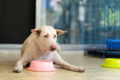 Portrait of dog sitting on table