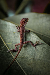 Close-up of lizard