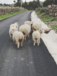 View of sheep on street