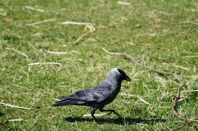 Crow on grassy field