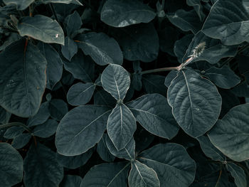 Full frame shot of leaves