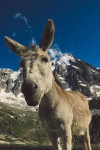 Portrait of donkey standing on mountain against clear blue sky