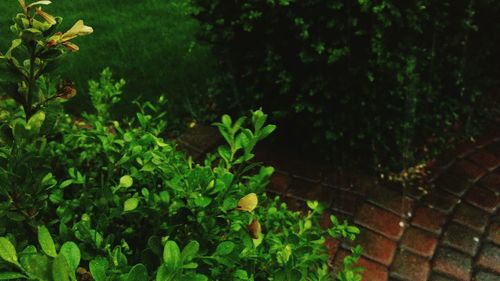 Plants growing on a tree