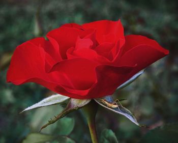 Close-up of red rose blooming outdoors