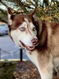 Close-up of dog looking away