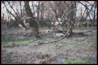 Close-up of branches against blurred background