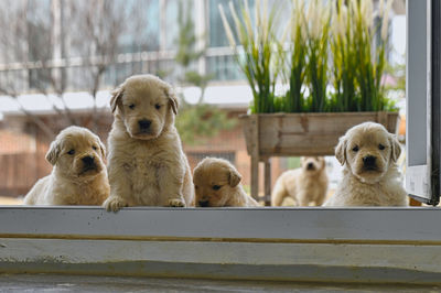 Close-up of dogs