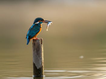Close-up of bird perching on lake