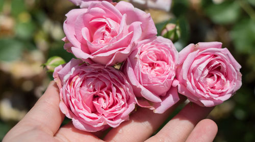 Close-up of hand touching roses