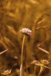 Close-up of wilted flowering plant on field