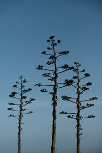 Low angle view of tree against clear blue sky