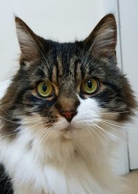 Close-up portrait of cat