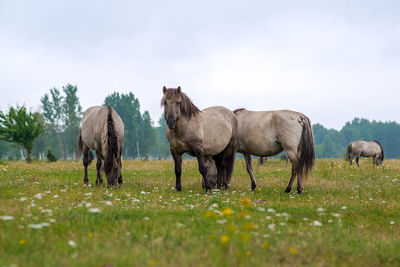 Horses grazing on field against sky