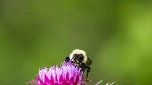 Close-up of bee pollinating on pink flower