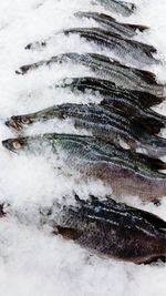 High angle view of fish on snow