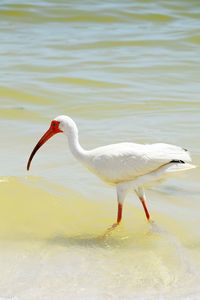 Bird in water