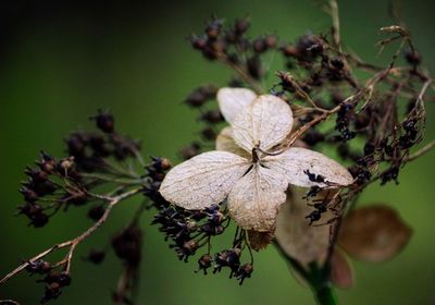 Close-up of wilted flower plant